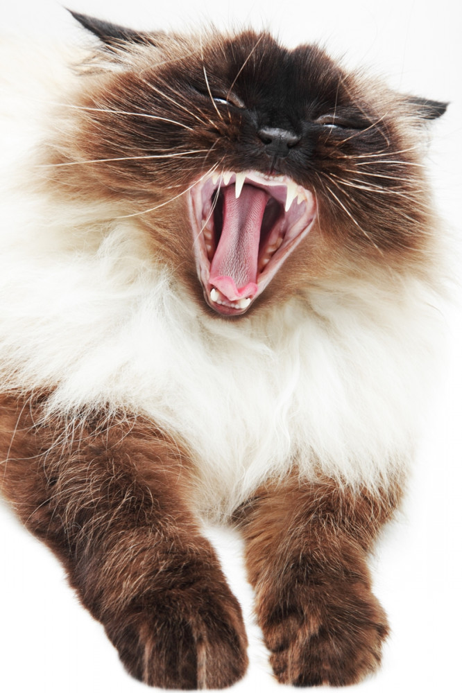 agresszív vörös-fehér macska