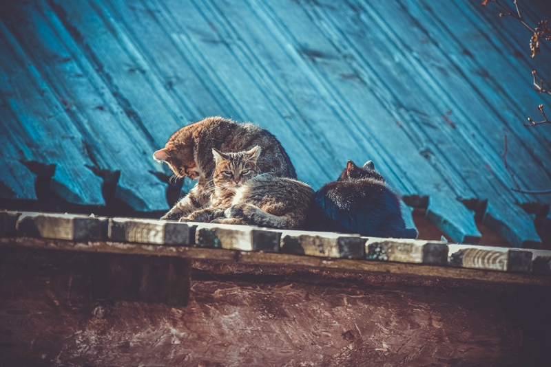 három cica békésen heverészik a tetőn