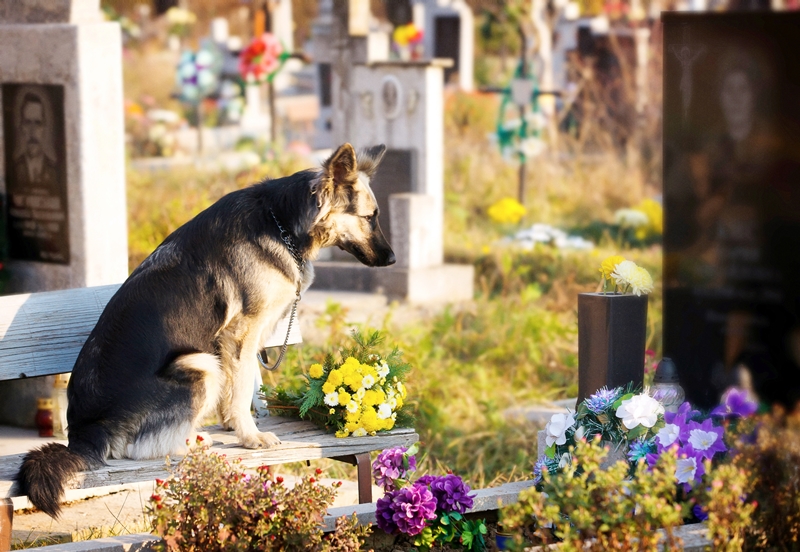 német juhászkutya temetőben, gazdája sírjánál ül
