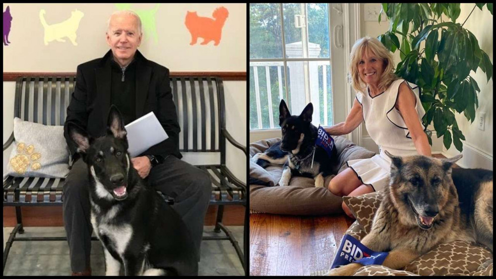 A Biden pár a két kutyával