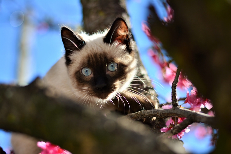 macska a fán kuporog, mögötte cseresznyevirág