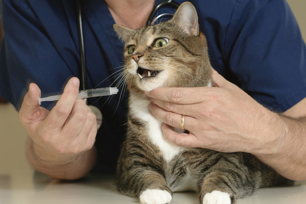 macskát állatorvos kezel