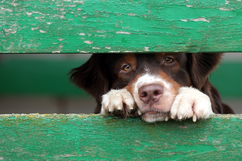 kutya kerítés között lesve vár