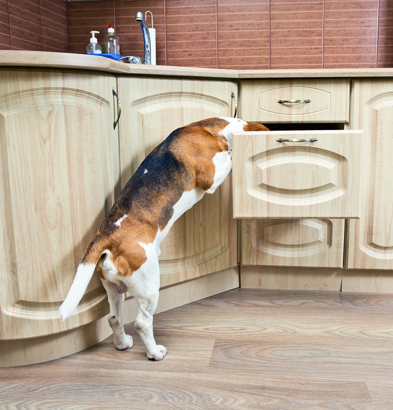 kutya a konyhaszekrényben keres valamit