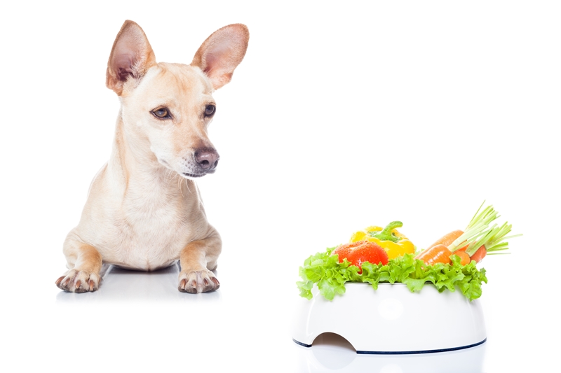kutya zöldségekkel telerakott tálat néz
