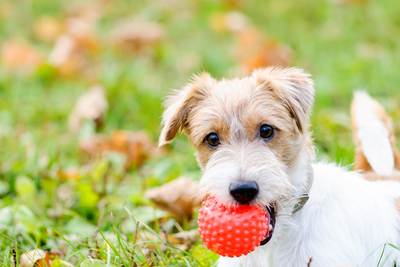 kölyök terrier jellegű kutya labdával a szájában