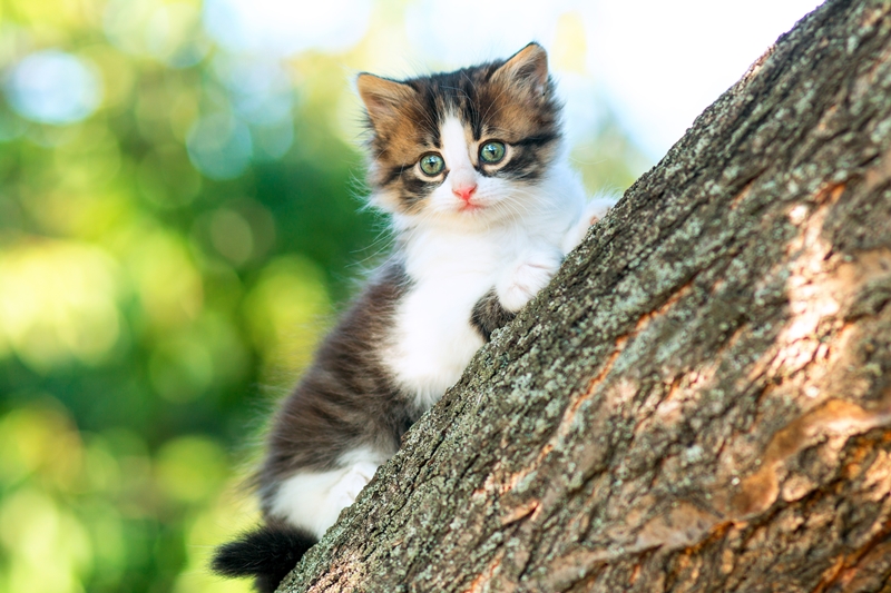 apró cica a fáról les lefelé