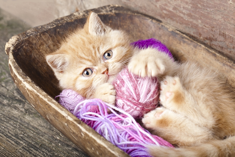 pici cica mostókenőben fekszik fonalgombolyagokkal