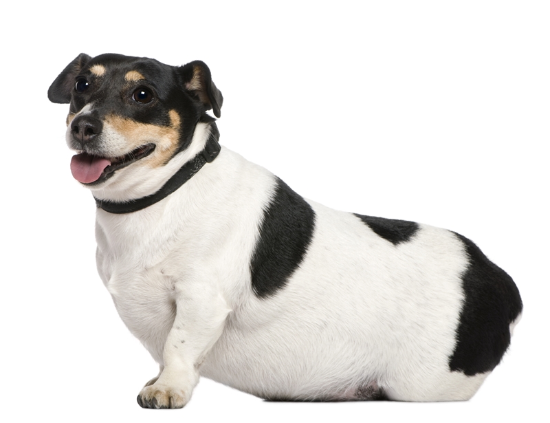 kövér keverék kutya ül, hasa földre lóg