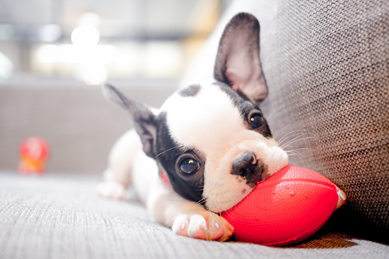 francia bulldog kölyök piros labdával a szájában