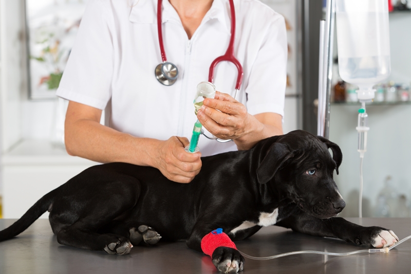 állatorvos injekció beadására készül kutyának