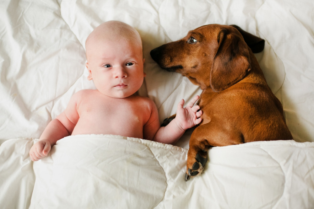 baba mellett fekszik az ágyban a kutya