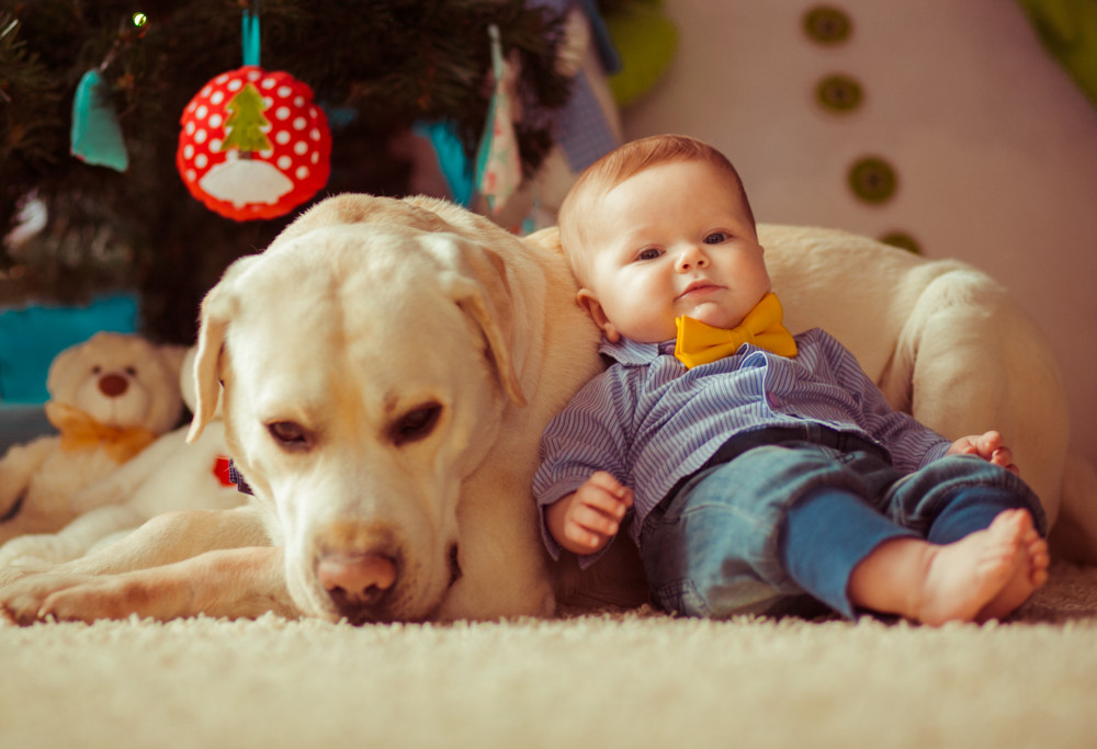 pici baba fehér labradoron fekszik