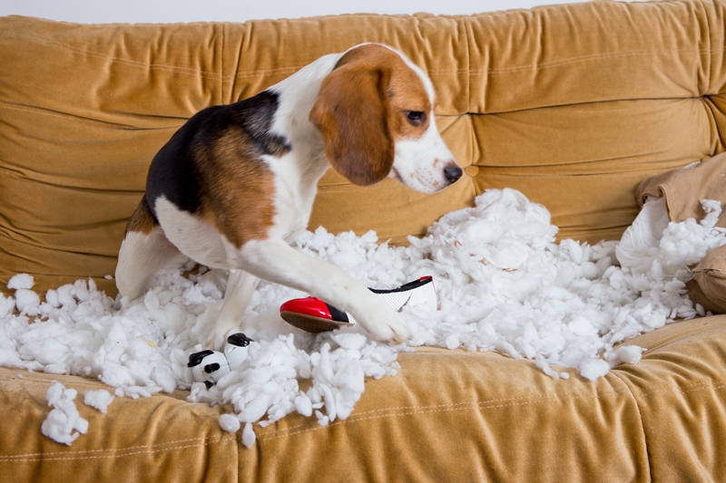 beagle kutya párna szivacstölteléke között cipőt rág