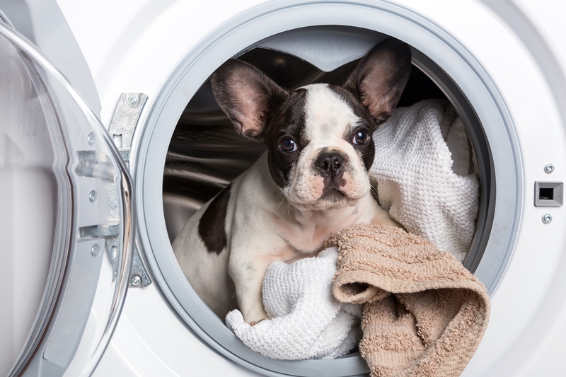 francia bulldog kölyök a mosógépben kuporog