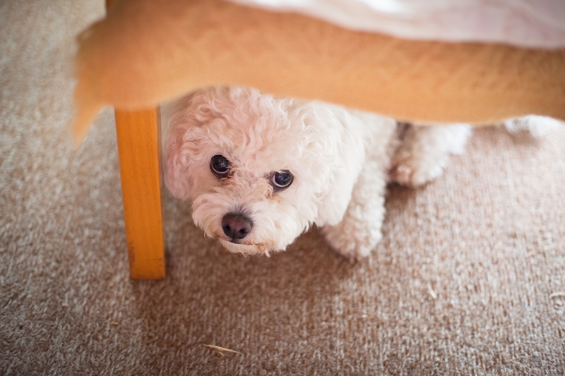 bichon jellegű kutya asztal alá bújva