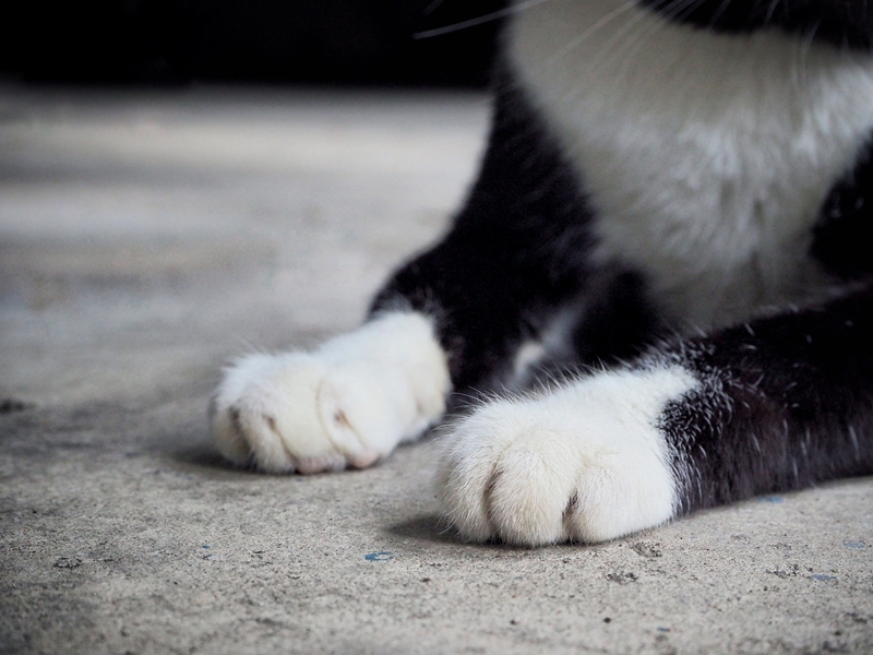 fekete-fehér macska tappancsai