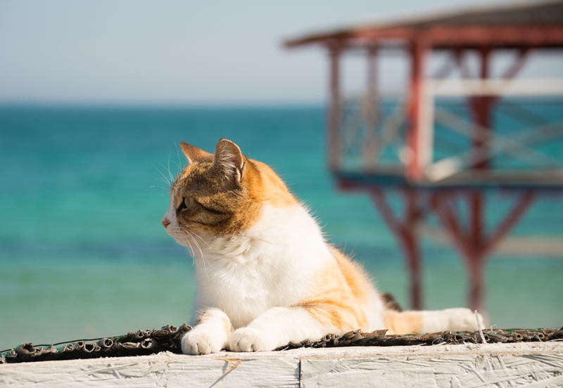 tengerparton napozó cica