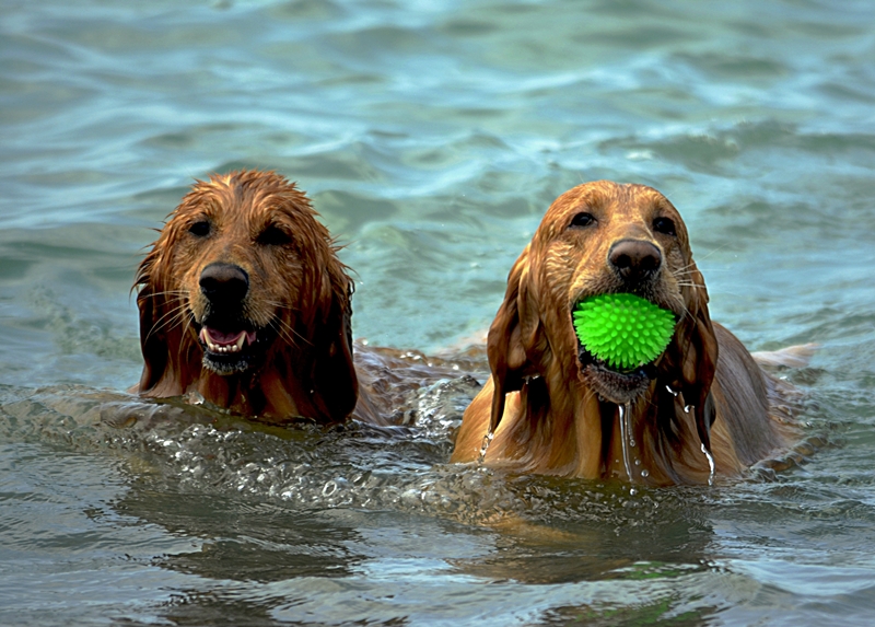 két kutya úsuik, az egyik szájában zöld labda