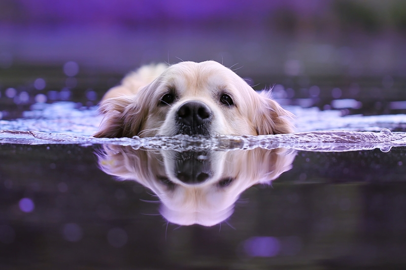 kutya úszik a kék vízben