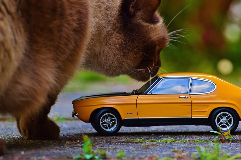 macska sárga játékautót szimatol