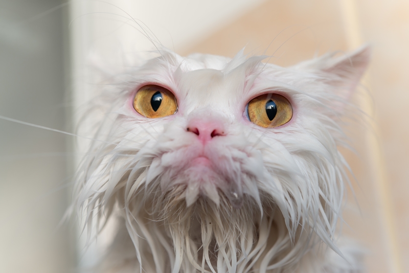 vizes fehér macska, elkeseredett arccal