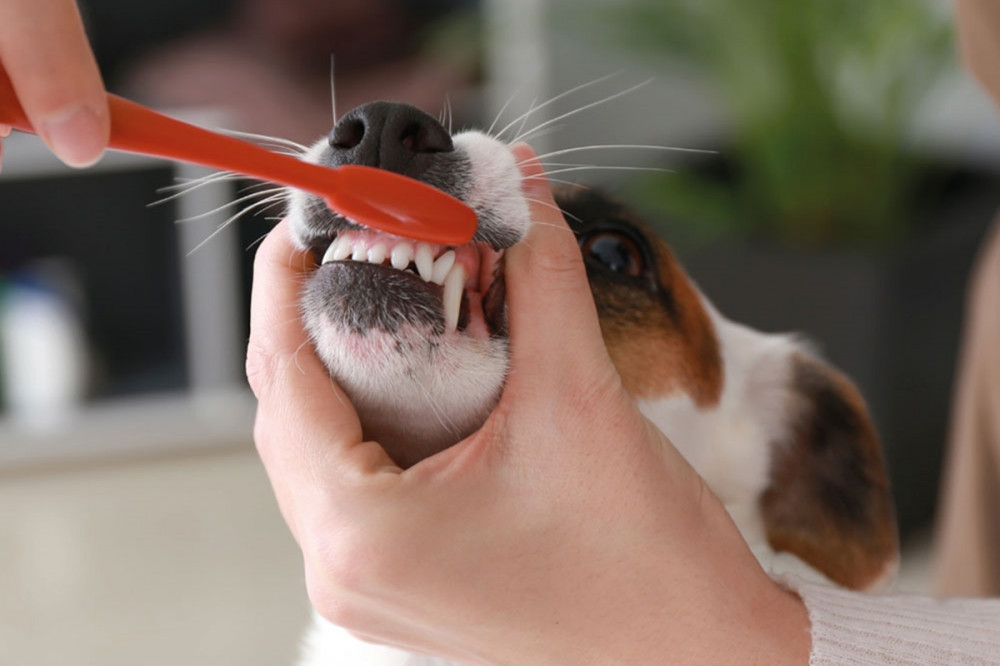 gazdi a kutya fogait mossa fogkefével