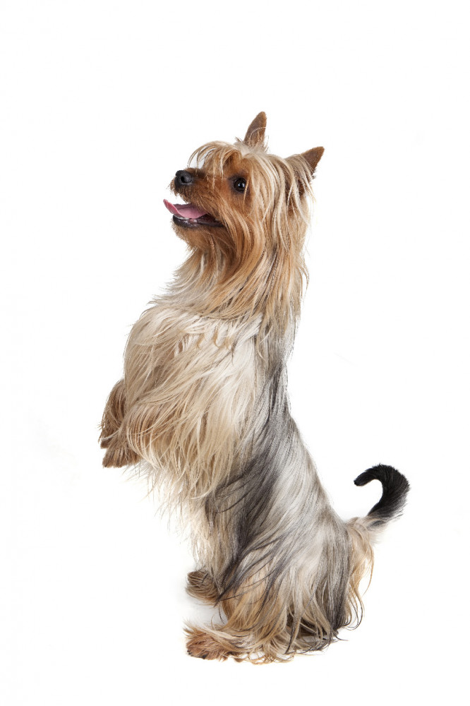 ausztrál silky terrier