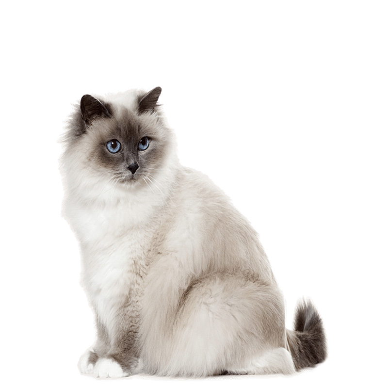 birman macska