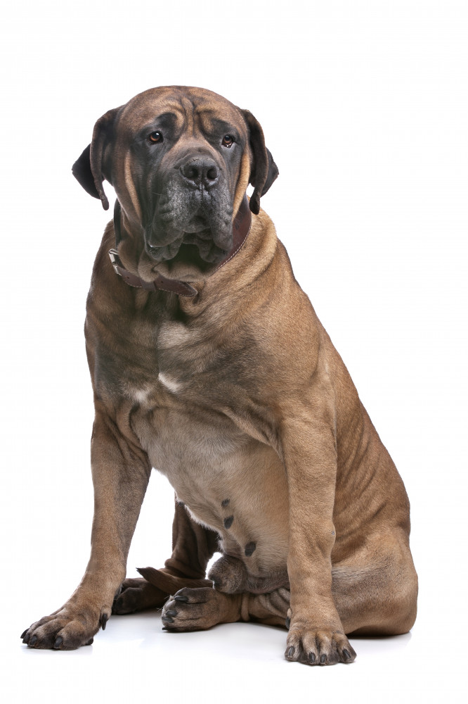 boerboel szemben ül