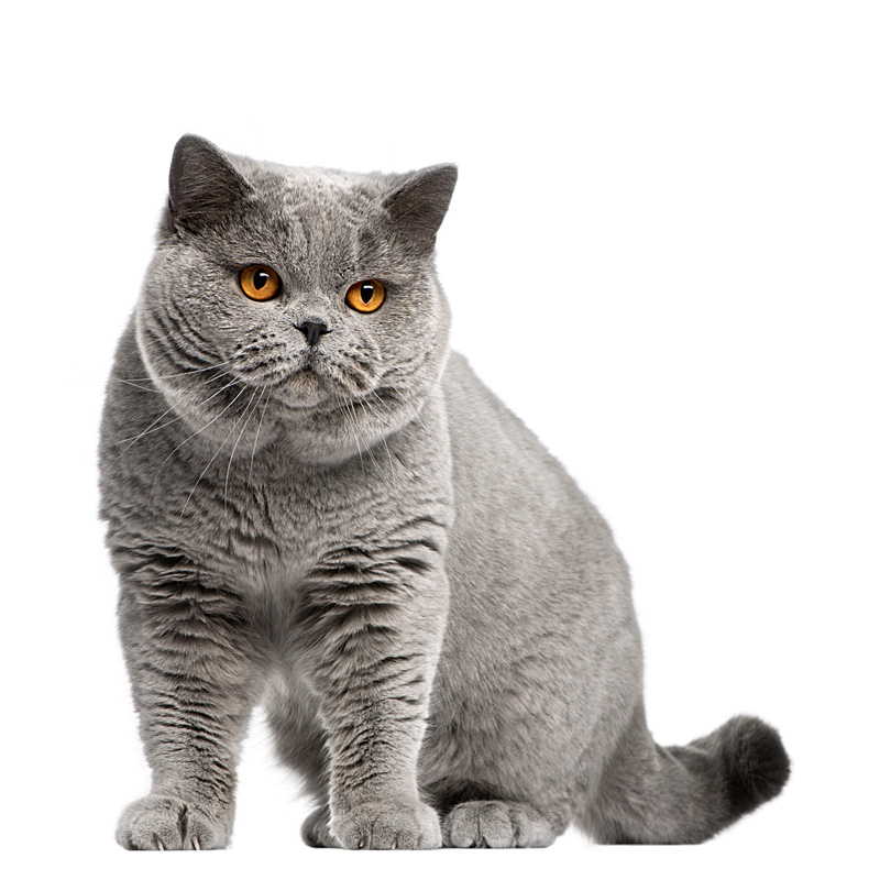 brit rövidszőrű macska
