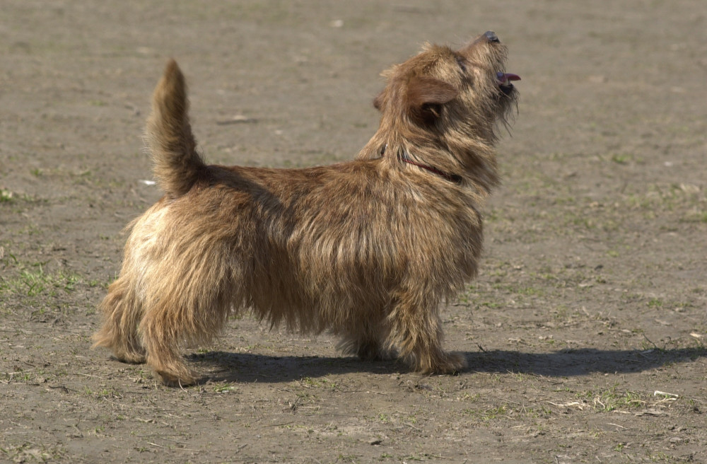 norwich terrier áll és ugat