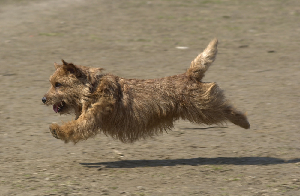 norwich terrier ugrik