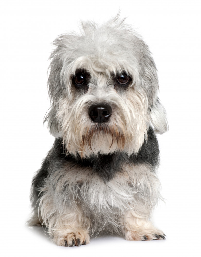 Dandie dinmont terrier