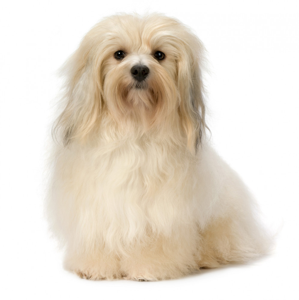 havanese