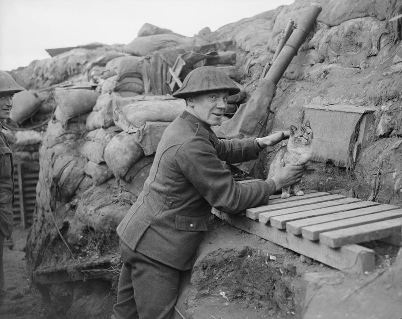 Macska a lövészárokban 1918-ban