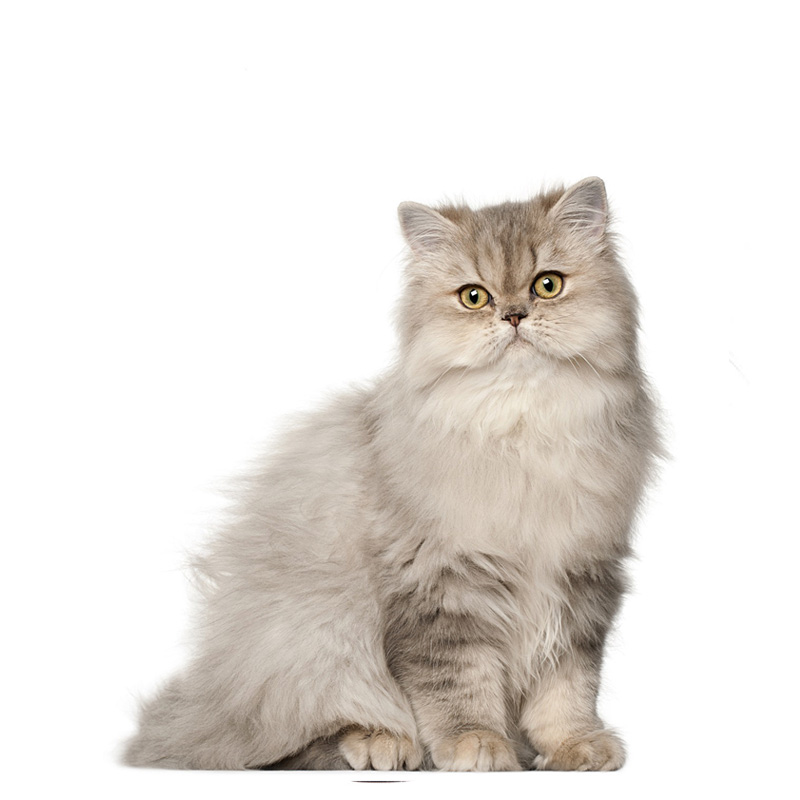 fél perzsa macska teljes