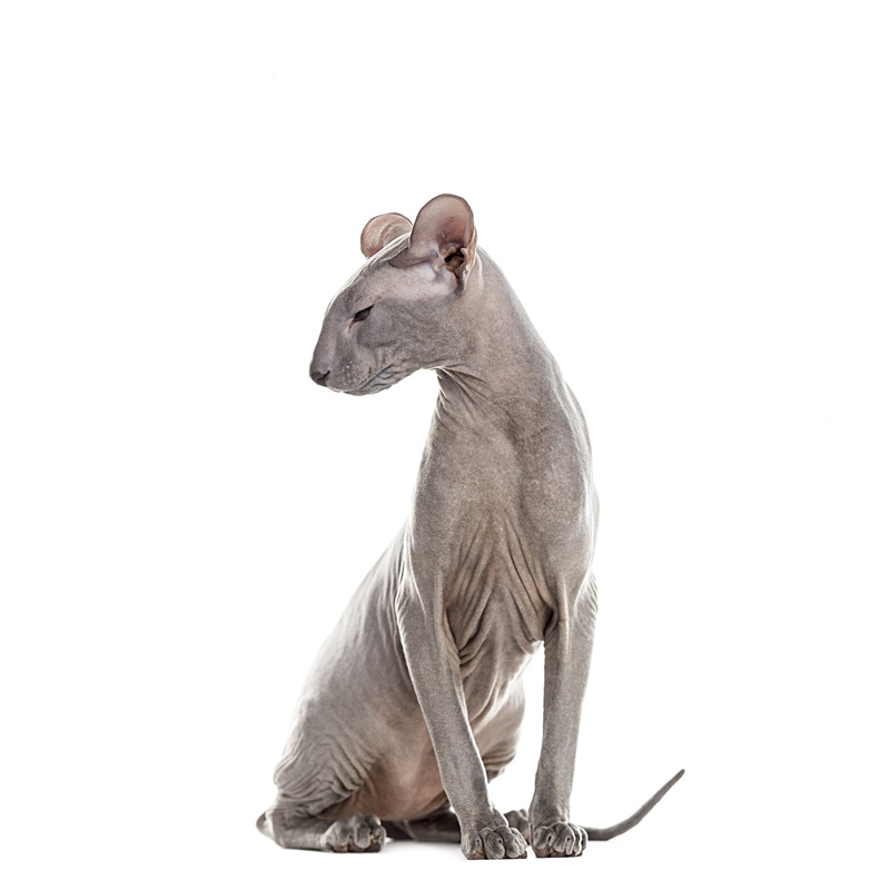 peterbald macska