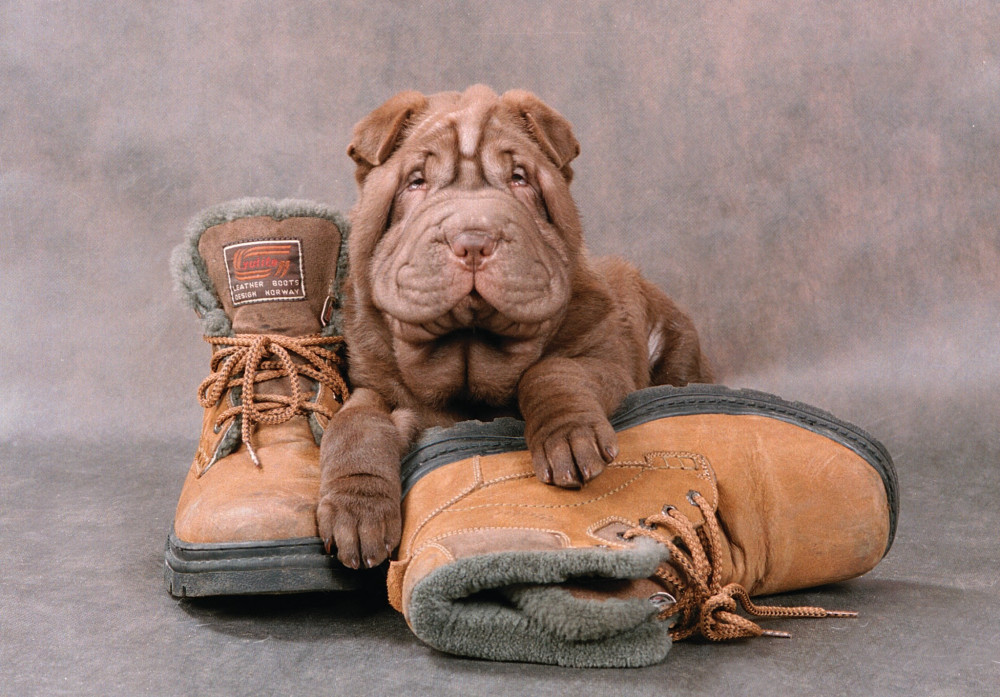 sharpei kölyök bakancson hever