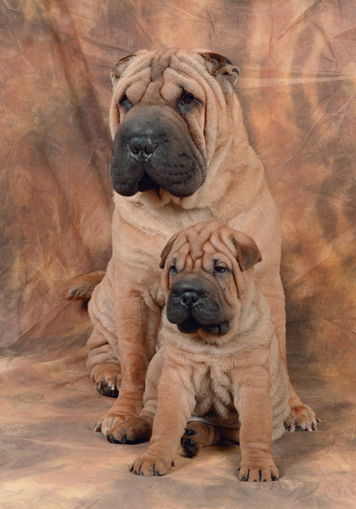 sharpei kölyök anyjával