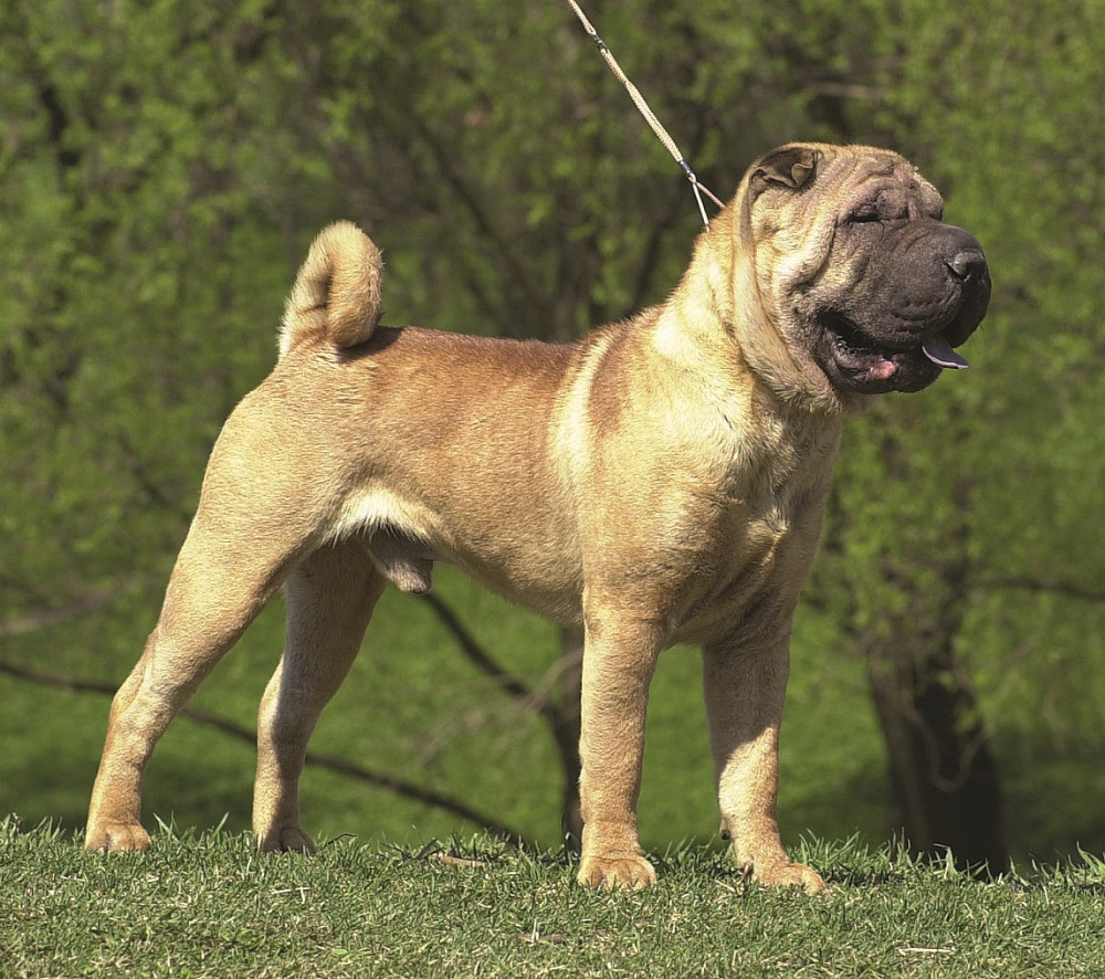 sharpei pórázon