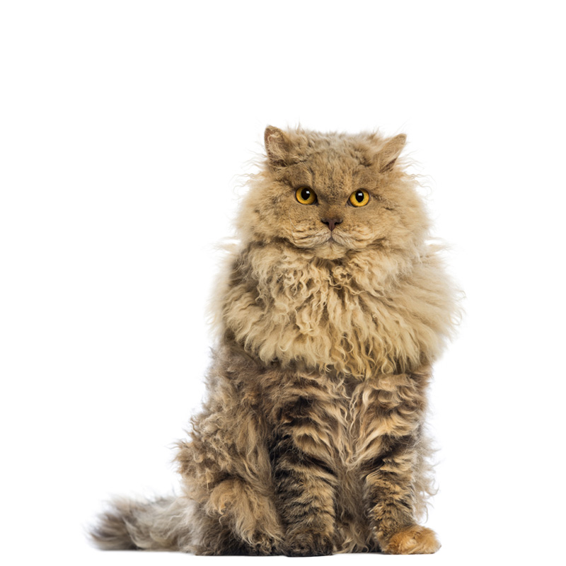 selkirk rex macska