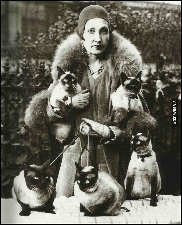Hölgy sok macskával