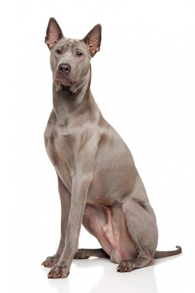 thai ridgeback szemben ül