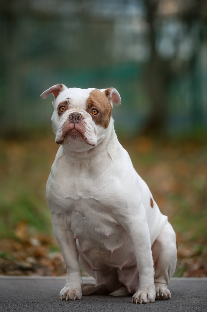 amerikai bulldog