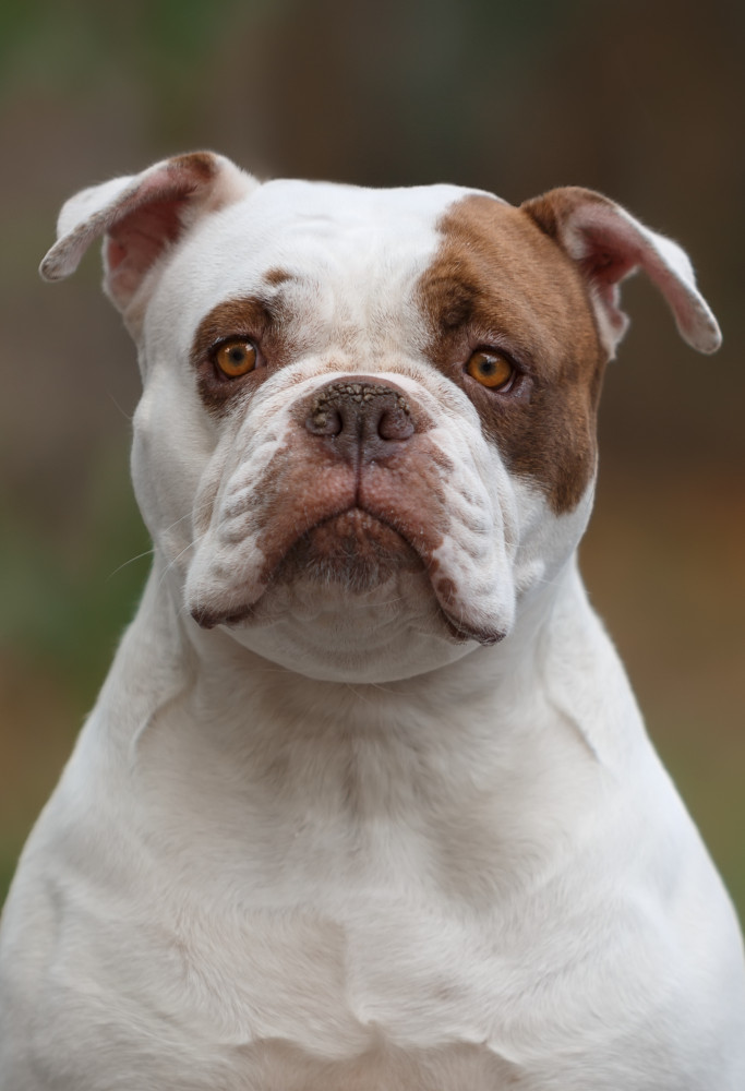 amerikai bulldog ülő portré