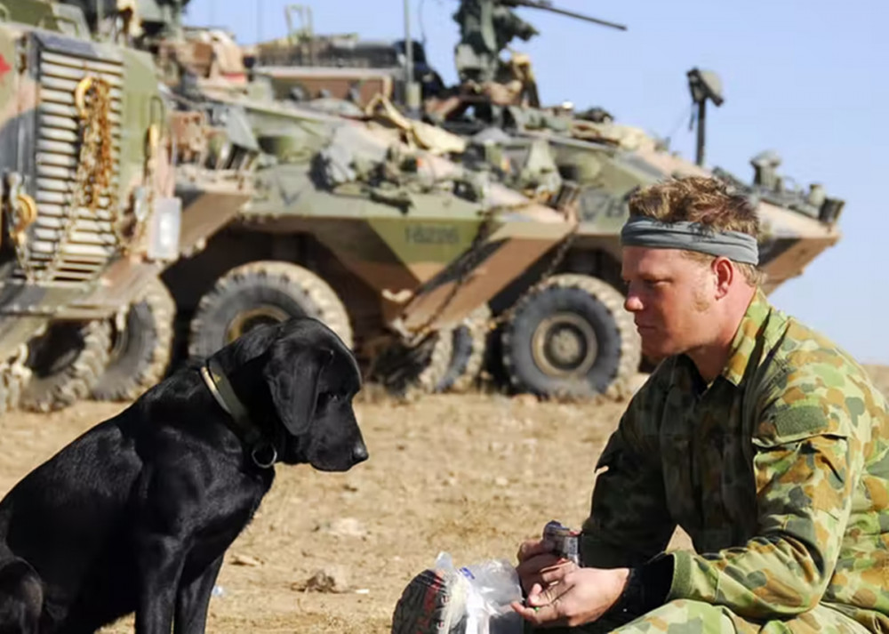 ausztrál kutya gazdája ellátmányát nézi Korában