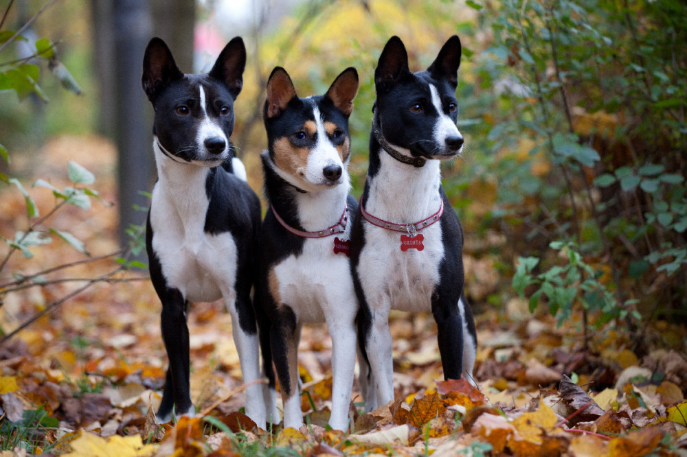 három basenji, őszi avaron az erdőben