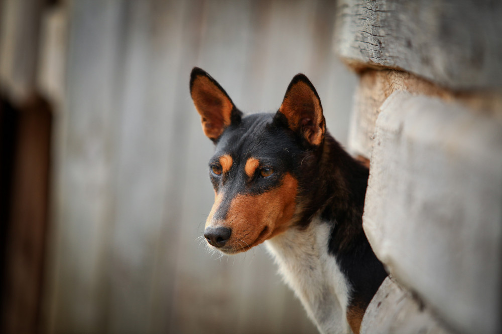 basenji szikla mögül kukucskál