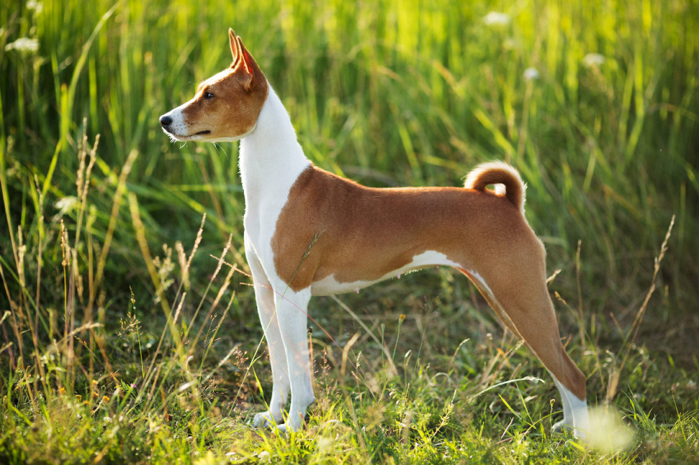 basenji álló kép oldalnézetből, zöld háttér előtt